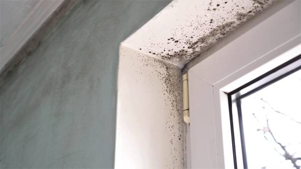 Best Residential Mold Removal  in Romulus, MI
