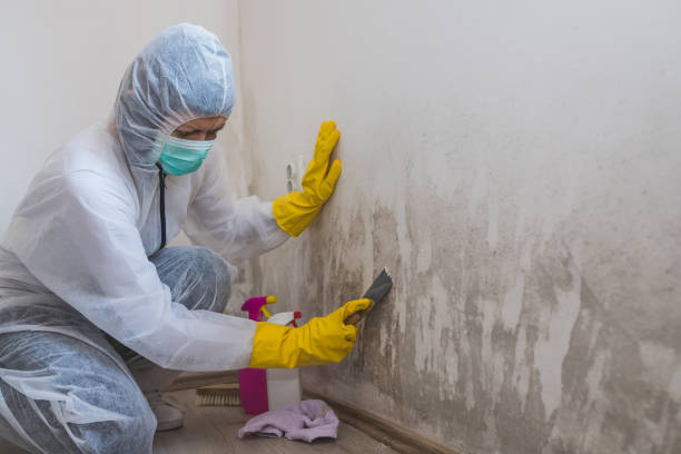 Certified Mold Removal in Romulus, MI