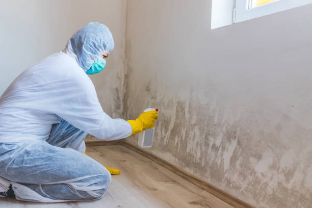 Best Mold Inspection  in Romulus, MI