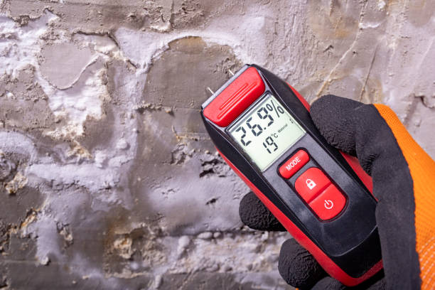 Best Certified Mold Removal  in Romulus, MI