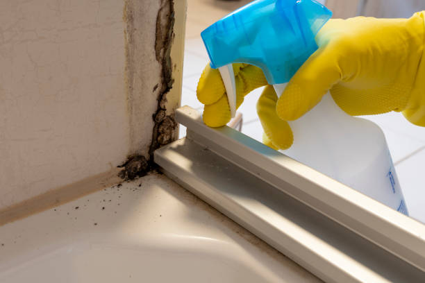 Best Mold Testing  in Romulus, MI