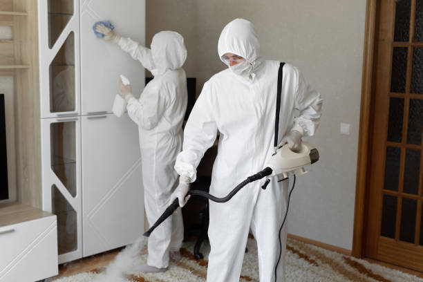Best Commercial Mold Removal  in Romulus, MI