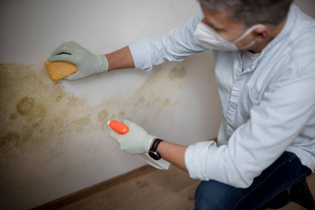 Best Certified Mold Removal  in Romulus, MI