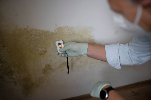 Mold Removal Process in Romulus, MI