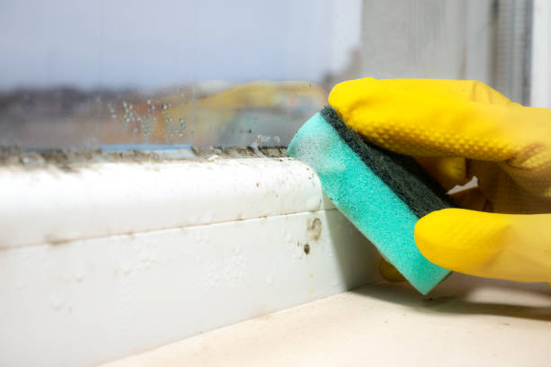 Best Mold Damage Repair  in Romulus, MI