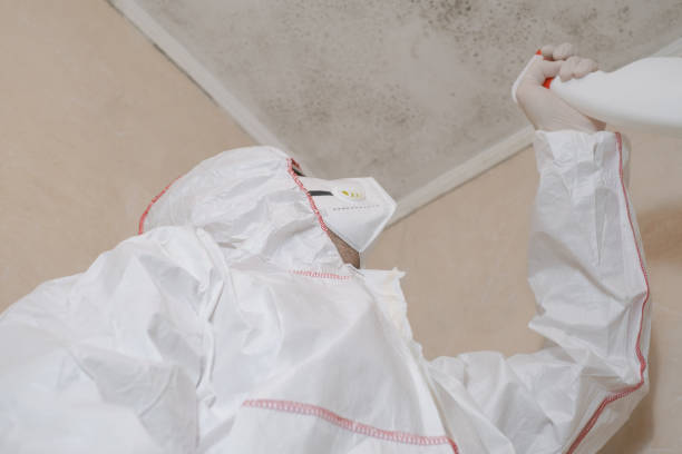 Mold Removal and Inspection in Romulus, MI