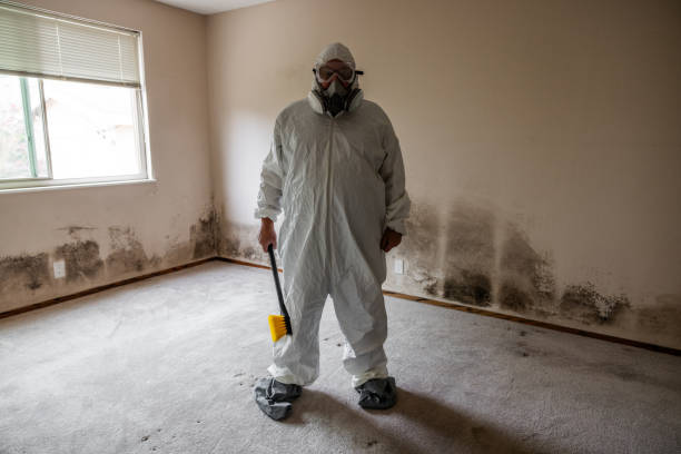 Best Fast Mold Removal  in Romulus, MI