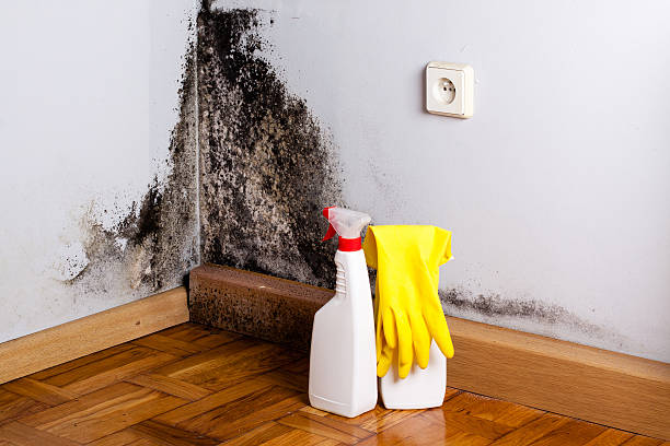 Best Affordable Mold Removal  in Romulus, MI