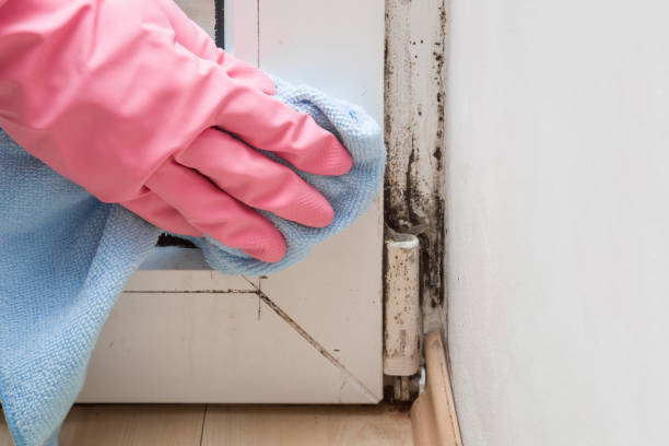 Best Mold Testing  in Romulus, MI