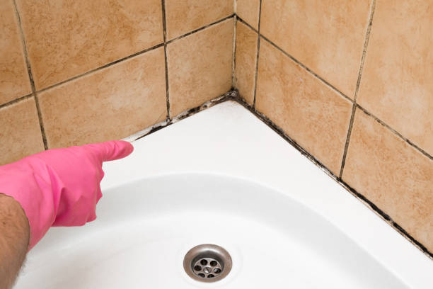 Attic Mold Removal in Romulus, MI